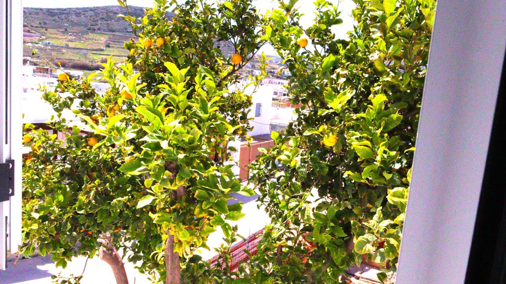 Lemon Tree Maisonette - Naoussa Paros Exteriör bild