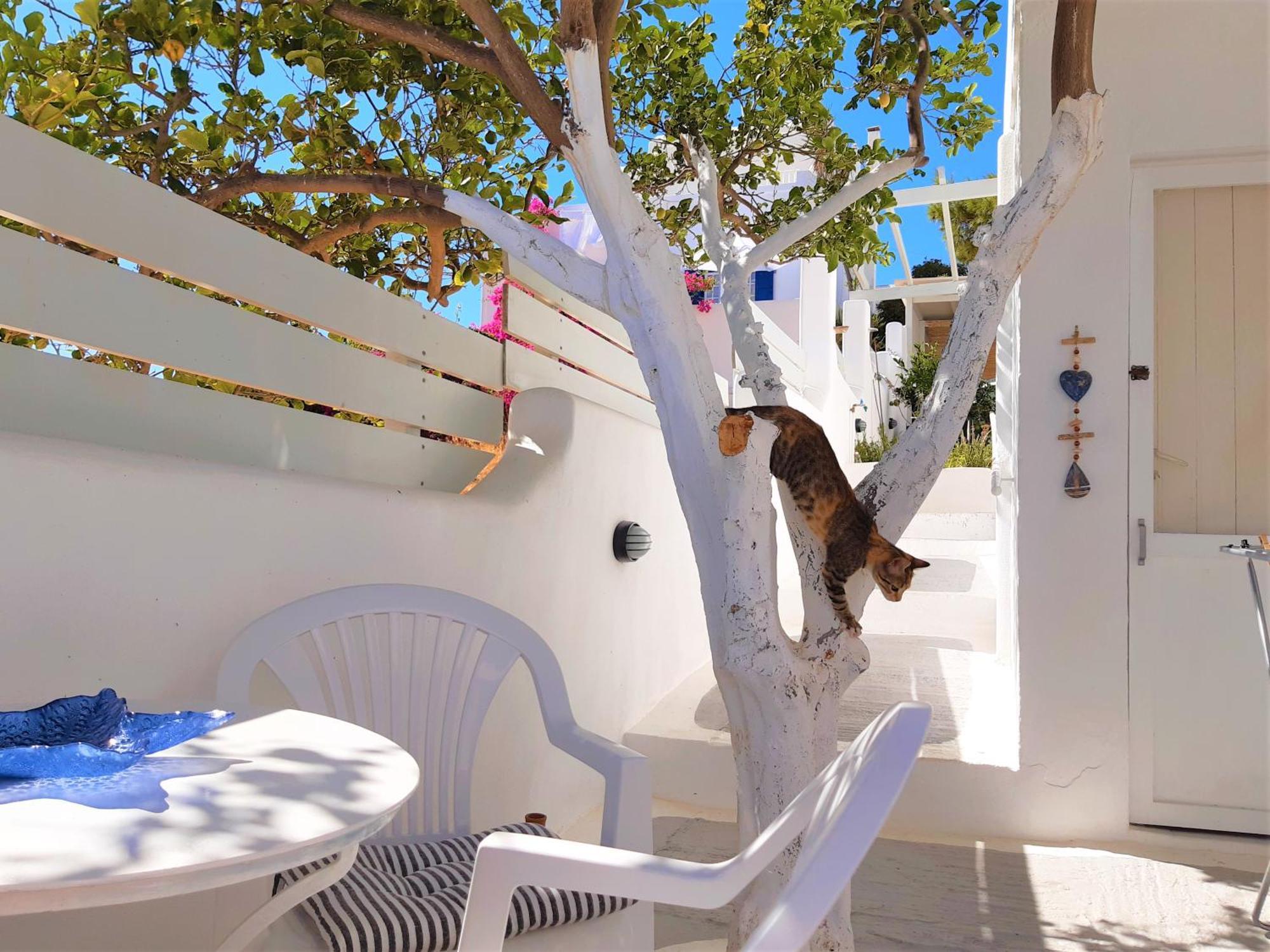 Lemon Tree Maisonette - Naoussa Paros Exteriör bild